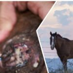 first:-new-world-screwworm-found-in-horse-near-texas-border-with-mexico