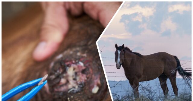 first:-new-world-screwworm-found-in-horse-near-texas-border-with-mexico