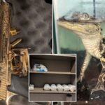 golden-gun,-42kg-of-fentanyl-and-an-alligator-in-a-tiny-tank-found-in-luxury-la-apartment