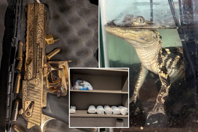 golden-gun,-42kg-of-fentanyl-and-an-alligator-in-a-tiny-tank-found-in-luxury-la-apartment