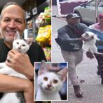 beloved-nyc-bodega-cat-returned-days-after-couple-snatched-him-from-street,-causing-‘crazy-outrage’