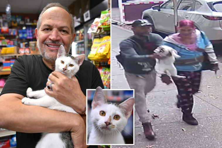 beloved-nyc-bodega-cat-returned-days-after-couple-snatched-him-from-street,-causing-‘crazy-outrage’