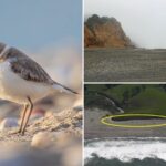california-coastal-commission-looks-to-close-beloved-beach-park-over-threatened-bird