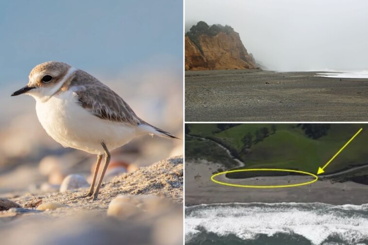 california-coastal-commission-looks-to-close-beloved-beach-park-over-threatened-bird