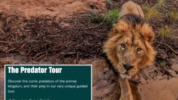 zoo-advertises-‘child-predator-tour’-in-cringeworthy-mistake:-‘seems-a-bit-dangerous’