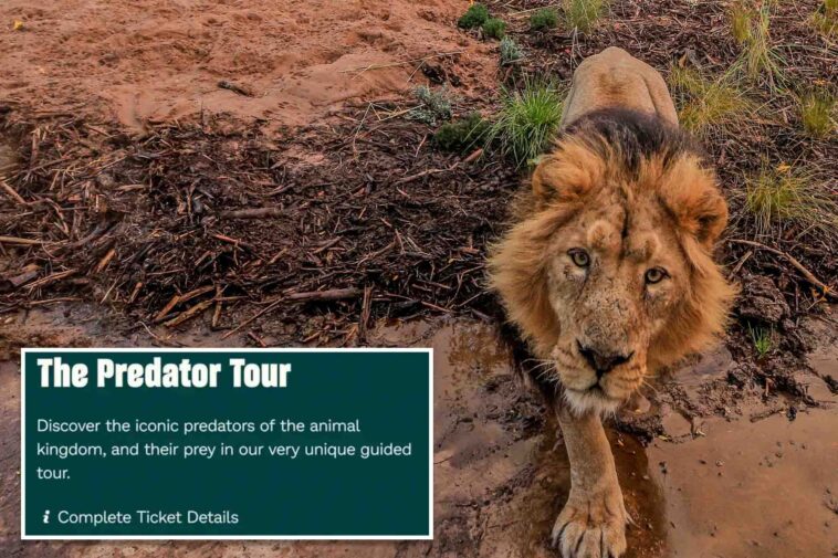zoo-advertises-‘child-predator-tour’-in-cringeworthy-mistake:-‘seems-a-bit-dangerous’