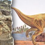 t-rex-footprints-unearthed-in-first-ever-discovery-66-million-years-after-creature-walked-the-earth