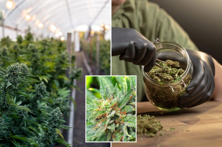 california-marijuana-pulled-from-shelves-after-farm-worker’s-mysterious-death
