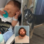newborn-killed-by-family-dog,-chomp,-who-bit-him-180-times-in-squalid-home