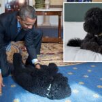 barack-obama-announces-death-of-‘cherished’-former-first-dog-sunny
