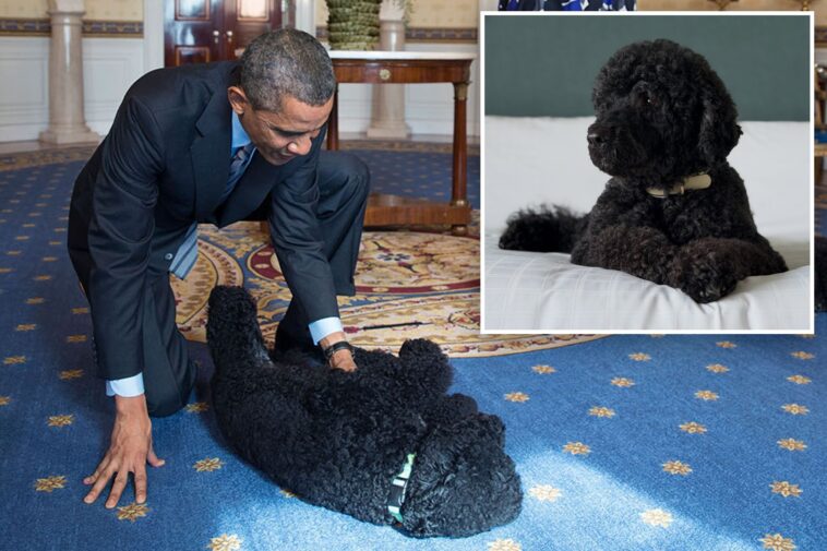 barack-obama-announces-death-of-‘cherished’-former-first-dog-sunny