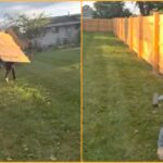 homeowner-allegedly-refuses-to-pay-latino-fence-crew-—-workers-return-and-tear-the-fence-down-piece-by-piece:-“maybe-he-thought-he-could-call-ice-on-us”