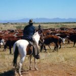 trumpās-beef-import-scheme-wreaks-havoc-on-fed-up-red-state-cattle-ranchers