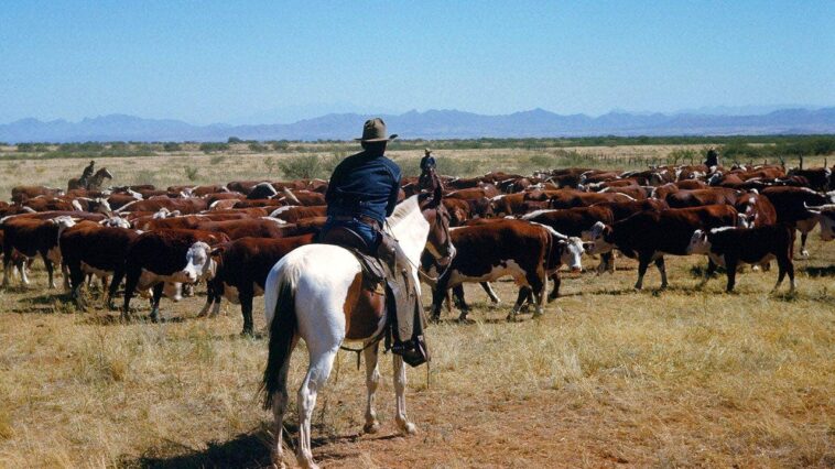 trump’s-beef-import-scheme-wreaks-havoc-on-fed-up-red-state-cattle-ranchers