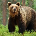 eva-shockey-joins-‘tomi-lahren-is-fearless,’-discusses-hunting-and-eating-bears:-‘not-my-favorite’