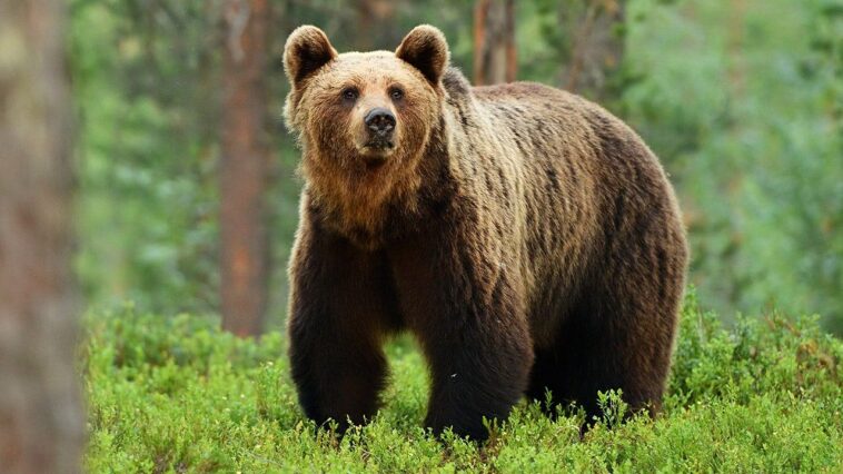 eva-shockey-joins-‘tomi-lahren-is-fearless,’-discusses-hunting-and-eating-bears:-‘not-my-favorite’