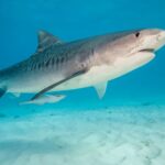 tourist,-37,-attacked-by-shark-during-dolphin-excursion-in-the-bahamas