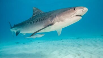 tourist,-37,-attacked-by-shark-during-dolphin-excursion-in-the-bahamas