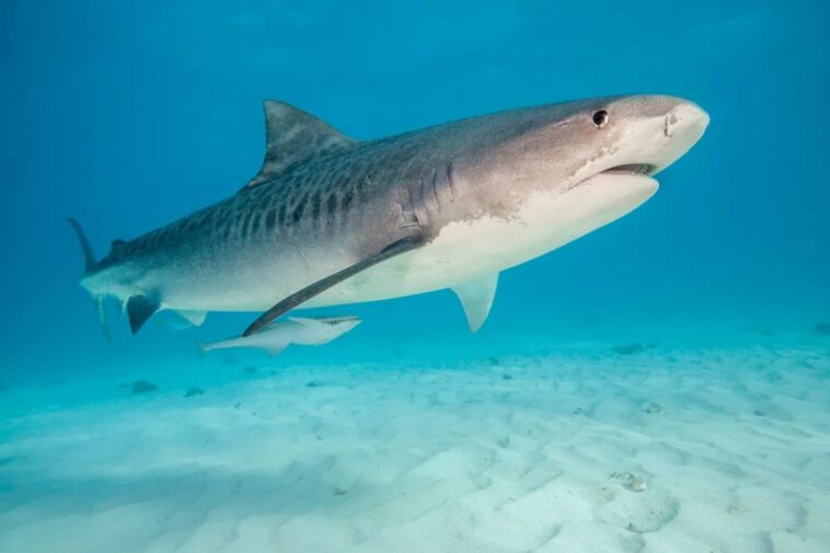 tourist,-37,-attacked-by-shark-during-dolphin-excursion-in-the-bahamas
