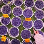 a-major-american-farm-company-went-to-china,-and-it-didn’t-end-well