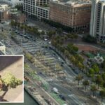 san-francisco-residents-fume-as-iconic-trees-are-axed-in-$40m-park-revamp