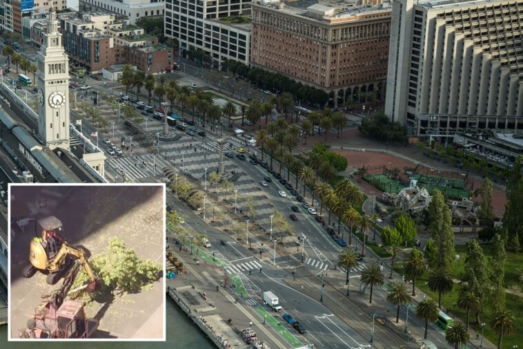 san-francisco-residents-fume-as-iconic-trees-are-axed-in-$40m-park-revamp