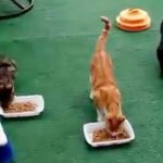 brooklyn-coward-kills-18-cats,-3-racoons-with-enough-poison-to-‘take-out-an-elephant’