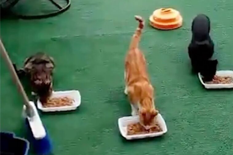 brooklyn-coward-kills-18-cats,-3-racoons-with-enough-poison-to-‘take-out-an-elephant’