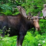 hiker-in-colorado-takes-trip-to-the-hospital-after-being-kicked-in-the-back-by-a-moose