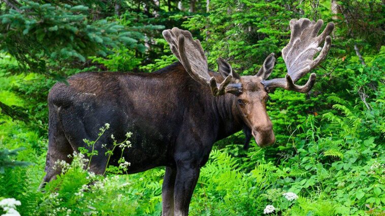 hiker-in-colorado-takes-trip-to-the-hospital-after-being-kicked-in-the-back-by-a-moose