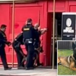 police-dog-burned-as-suspect-tries-to-torch-adult-store-in-san-diego-shooting