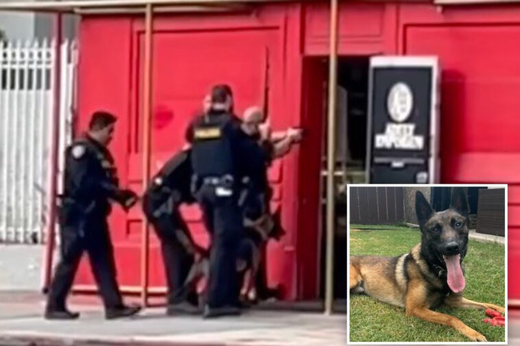 police-dog-burned-as-suspect-tries-to-torch-adult-store-in-san-diego-shooting