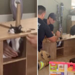 california-firefighters-rush-to-save-suki-the-kitten-wedged-inside-cabinet-as-rescue-becomes-viral-hit