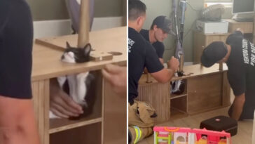 california-firefighters-rush-to-save-suki-the-kitten-wedged-inside-cabinet-as-rescue-becomes-viral-hit