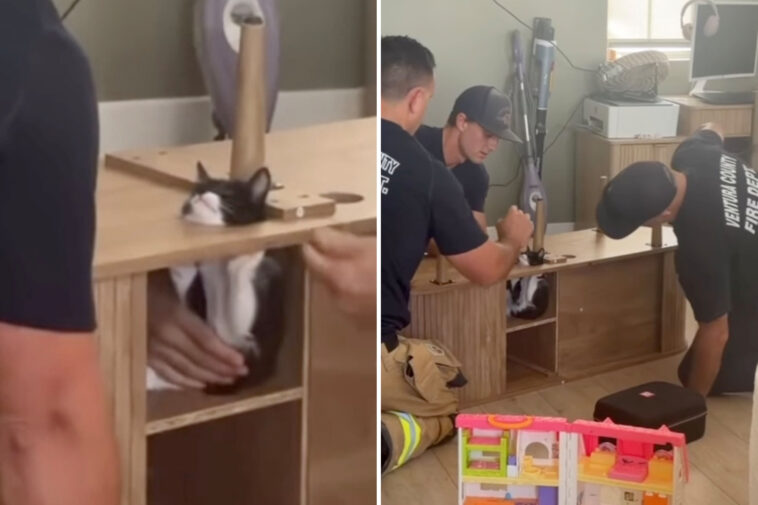 california-firefighters-rush-to-save-suki-the-kitten-wedged-inside-cabinet-as-rescue-becomes-viral-hit