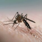 exotic-mosquito-virus-is-rapidly-expanding-in-the-united-states