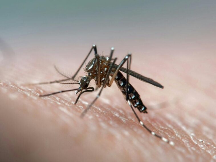 exotic-mosquito-virus-is-rapidly-expanding-in-the-united-states