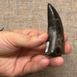 the-t.-rex-had-a-body-temperature-similar-humans,-study-finds
