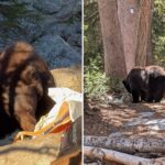 national-park-staff-forced-to-kill-black-bear-over-‘poor-decisions’-made-by-visitors