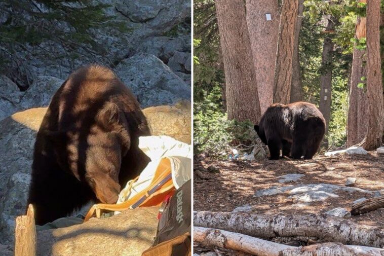 national-park-staff-forced-to-kill-black-bear-over-‘poor-decisions’-made-by-visitors