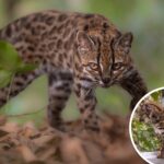 new-cat-species-identified-for-first-time-in-100-years-—-it’s-3-pounds-and-looks-like-a-mini-leopard