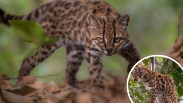 new-cat-species-identified-for-first-time-in-100-years-—-it’s-3-pounds-and-looks-like-a-mini-leopard