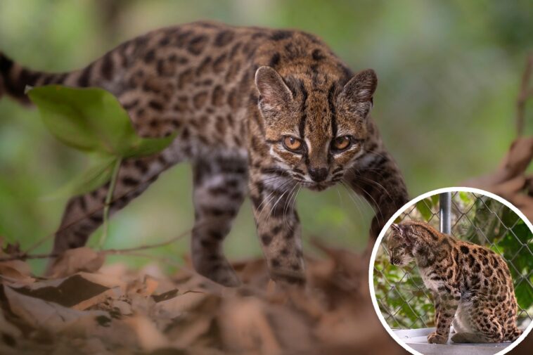 new-cat-species-identified-for-first-time-in-100-years-—-it’s-3-pounds-and-looks-like-a-mini-leopard