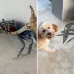 blade-wielding-‘gangster-ass’-crab-tries-attacking-florida-man-and-his-dog:-shocking-video