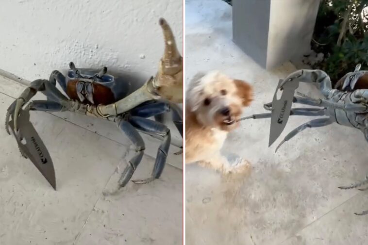 blade-wielding-‘gangster-ass’-crab-tries-attacking-florida-man-and-his-dog:-shocking-video