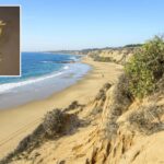 highly-venomous-predator-washes-ashore-on-socal-beach
