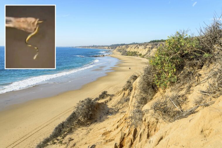 highly-venomous-predator-washes-ashore-on-socal-beach