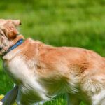 friendly-‘guard-dog’-greets-alleged-san-diego-burglar-with-toy-in-mouth