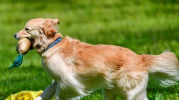 friendly-‘guard-dog’-greets-alleged-san-diego-burglar-with-toy-in-mouth