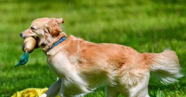 friendly-‘guard-dog’-greets-alleged-san-diego-burglar-with-toy-in-mouth
